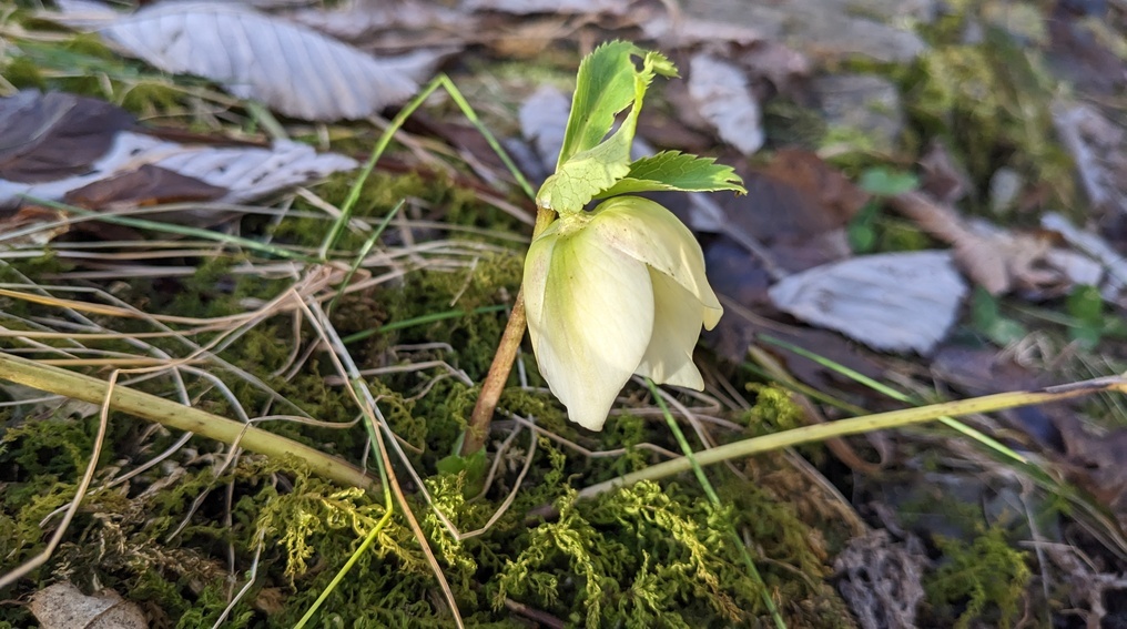  Christrose im Dezember 2022